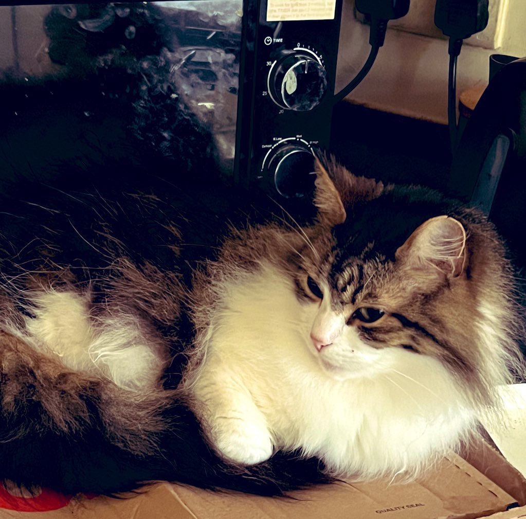Scousebuttons's tweet photo. Unfortunately last night we lost Buttons to the other side rainbow 🌈 bridge. I’m absolutely heartbroken beyond words. She came into my life at my darkest points and gave me that bit of brightness and companionship I needed. I’ll always love her and thank you for memories Fluffy. https://t.co/mviXTqH6Os
