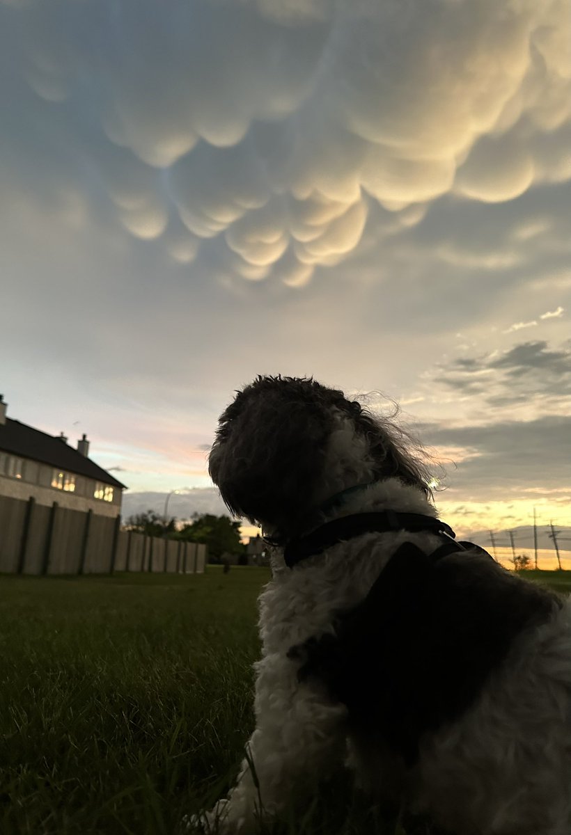 Mylo my fur baby not impressed by the clouds. #mbstorm