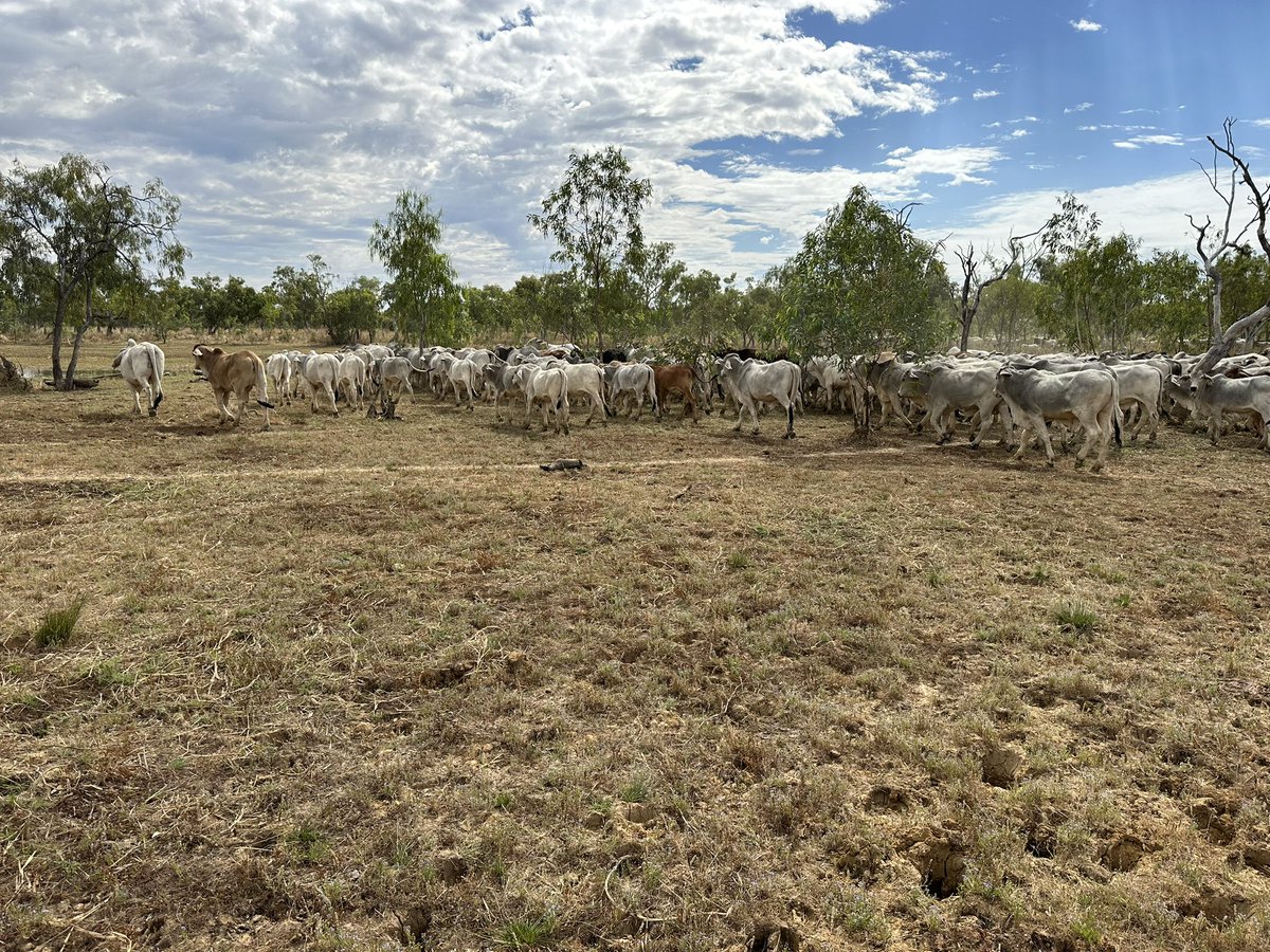 David Correll tweet media