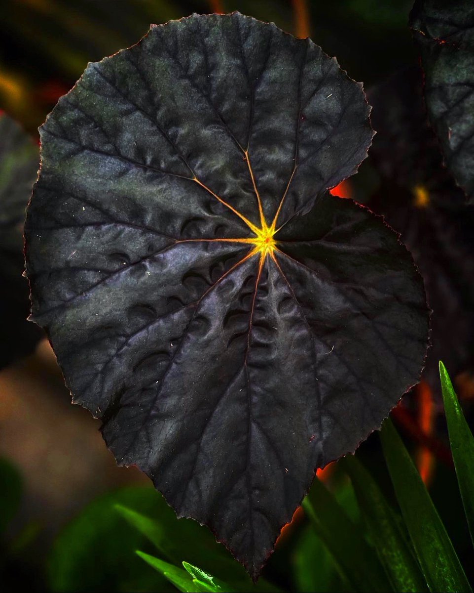 PlantSnap tweet media