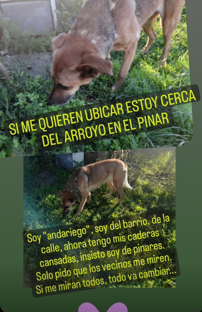 buscandoatobi.com tweet media