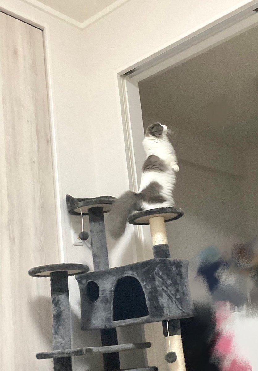 hachiware_469's tweet photo. 遠吠えねこ😚
#猫 #cat #고양이 #喵星人 #gato #chat #katze #kedi #catstagram #kitty #petstagram
#ilovemycat #meou #ねこすたぐらむ #ふわもこ部 #ねこのいる生活 https://t.co/7F5oyO5Z0W