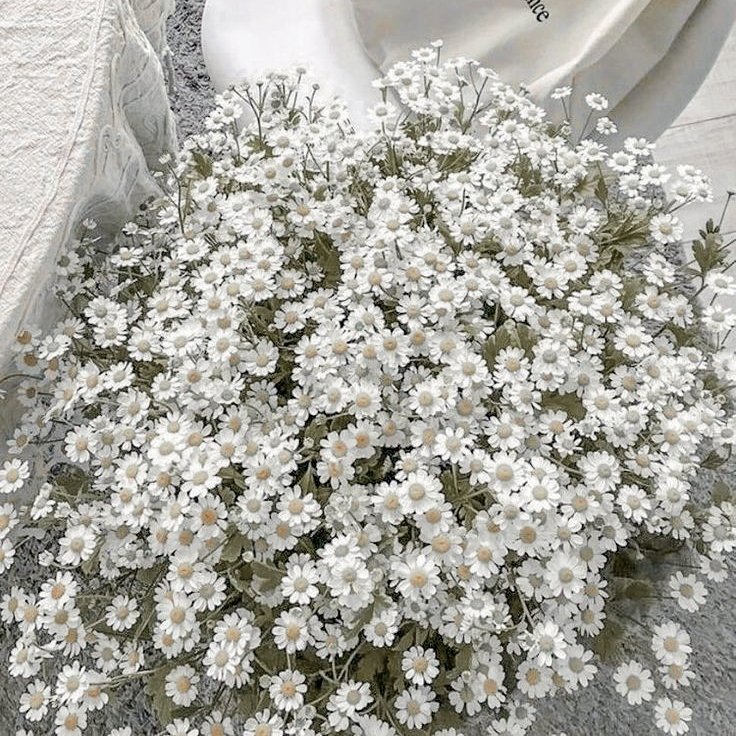 flowerbunnie_'s tweet photo. ————–  ❀  𝑫𝒂𝒓𝒄𝒚 𝑩𝒍𝒂𝒏𝒄

    "𝘴𝘰𝘮𝘦𝘵𝘪𝘮𝘦𝘴 𝘧𝘰𝘳𝘦𝘷𝘦𝘳 𝘤𝘢𝘯 𝘣𝘦 𝘫𝘶𝘴𝘵 𝘢 𝘴𝘦𝘤𝘰𝘯𝘥 https://t.co/ckZB1QkQgc
