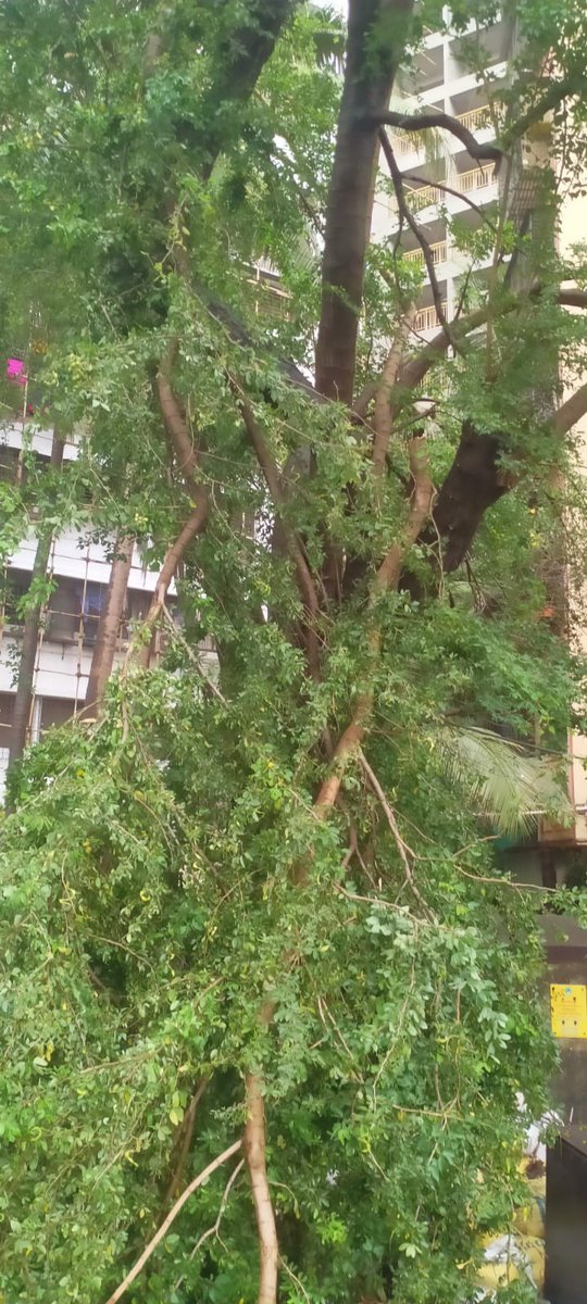 prasad1104's tweet photo. @mybmc @mybmcWardL Tree cutting authority. A branch of tree has fallen down near Nehru Nagar Kurla East, Bldg no 41. Kindly assist in getting it cut and removed 🙏 @mlamangesh https://t.co/jBwSP0TzvW