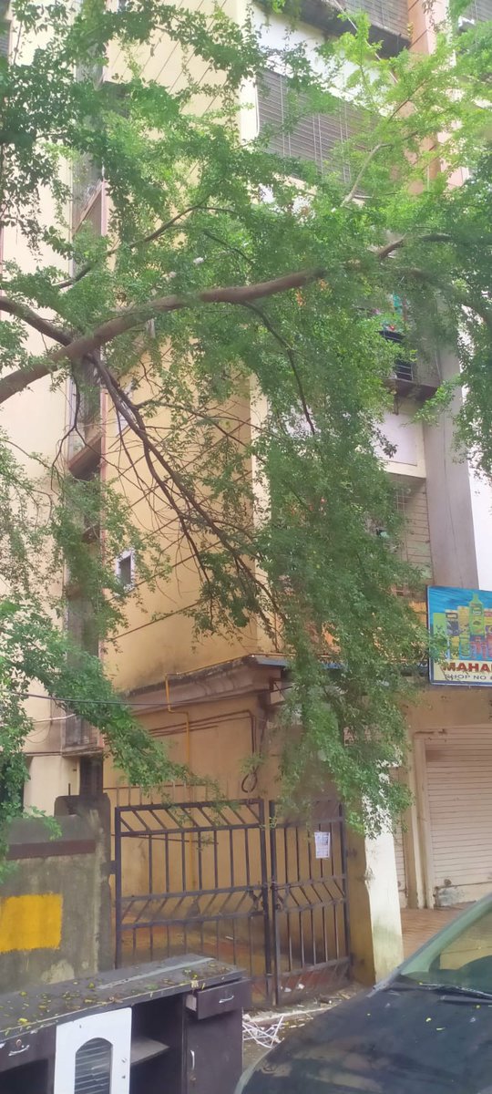 prasad1104's tweet photo. @mybmc @mybmcWardL Tree cutting authority. A branch of tree has fallen down near Nehru Nagar Kurla East, Bldg no 41. Kindly assist in getting it cut and removed 🙏 @mlamangesh https://t.co/jBwSP0TzvW