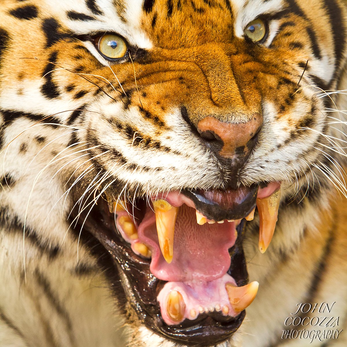 Up close with a fierce big cat.
.
If you would like a print for your home or office then message me via JohnCocozzaPhotography.com
.
#tigers #tigerphotos #wildnature #nature #wildlifephotos #wildlifephotography #cats #catlovers