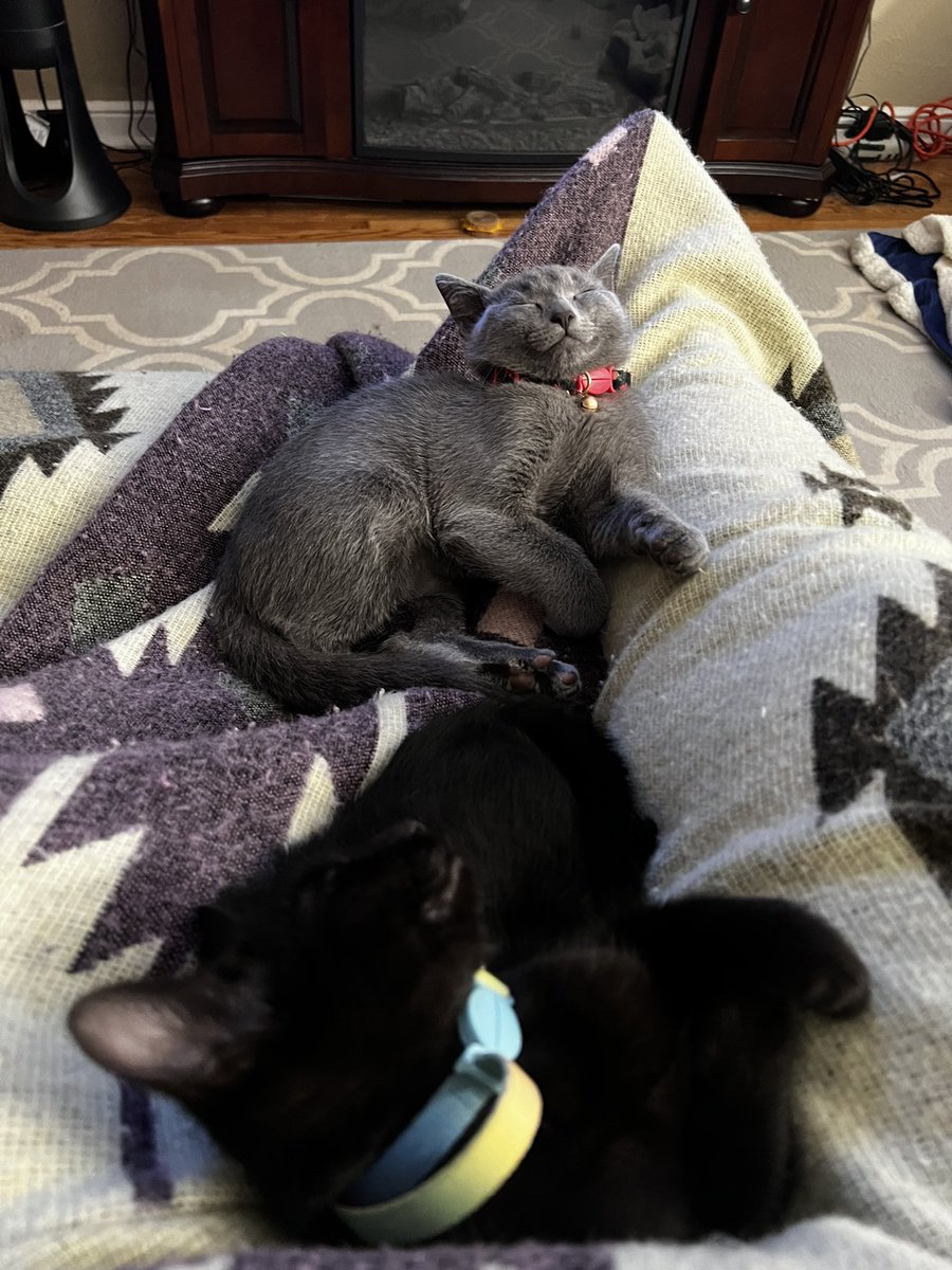 Mnsooner10's tweet photo. Sleeping kittens who can’t control their necks anymore https://t.co/wtt6ol70gl