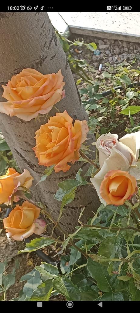 Nisaevik33's tweet photo. Her yeni gün umutlarla gelsin.
Günaydın tweet dostlarım ❤️🇹🇷🇹🇷 https://t.co/v1UnYiMdZK