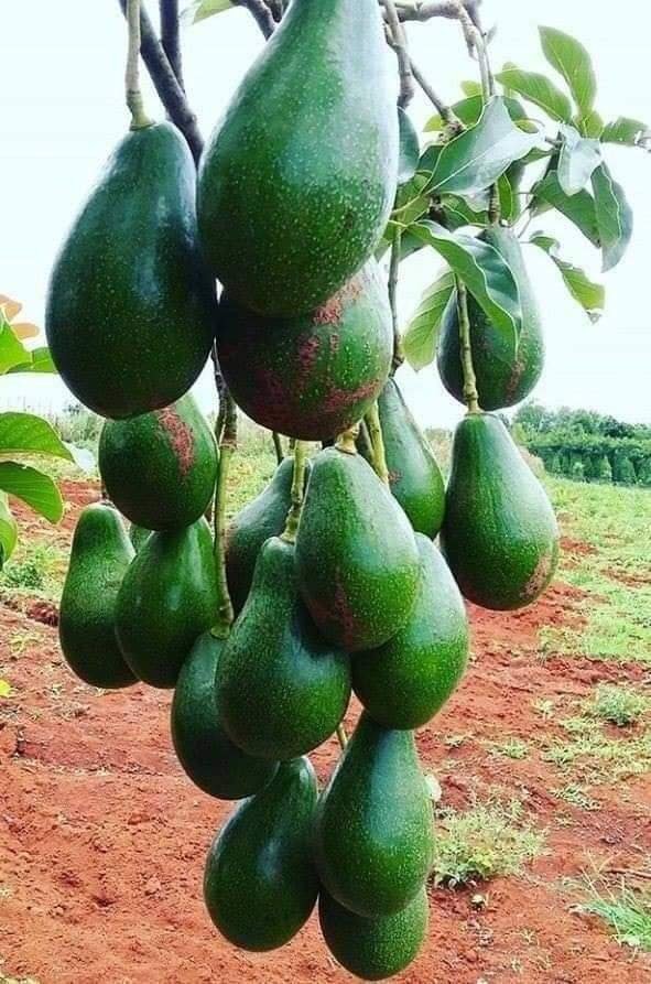 Kryp_Toon's tweet photo. বলুনতো এই ফলের নাম কি? https://t.co/3w83dfboA0