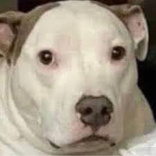 SomosAnalistas_'s tweet photo. Yo de morro llorando cuando perdía la selección // yo ahora sin sentimientos con el corazón frio https://t.co/VUq6kBb5D0