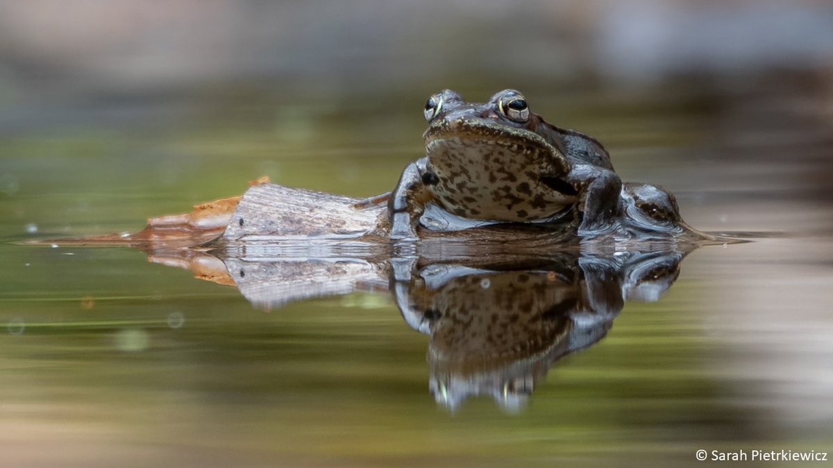 Stuart_Orr's tweet photo. #26 Wood frogs can survive being frozen. Literally. In winter, their blood &amp; tissues freeze, their hearts stop beating, they stop breathing! For weeks or even months! They survive thanks to a unique antifreeze that stops ice from forming inside their cells https://t.co/CWEF8jEHmF https://t.co/RSWYAPPIfW