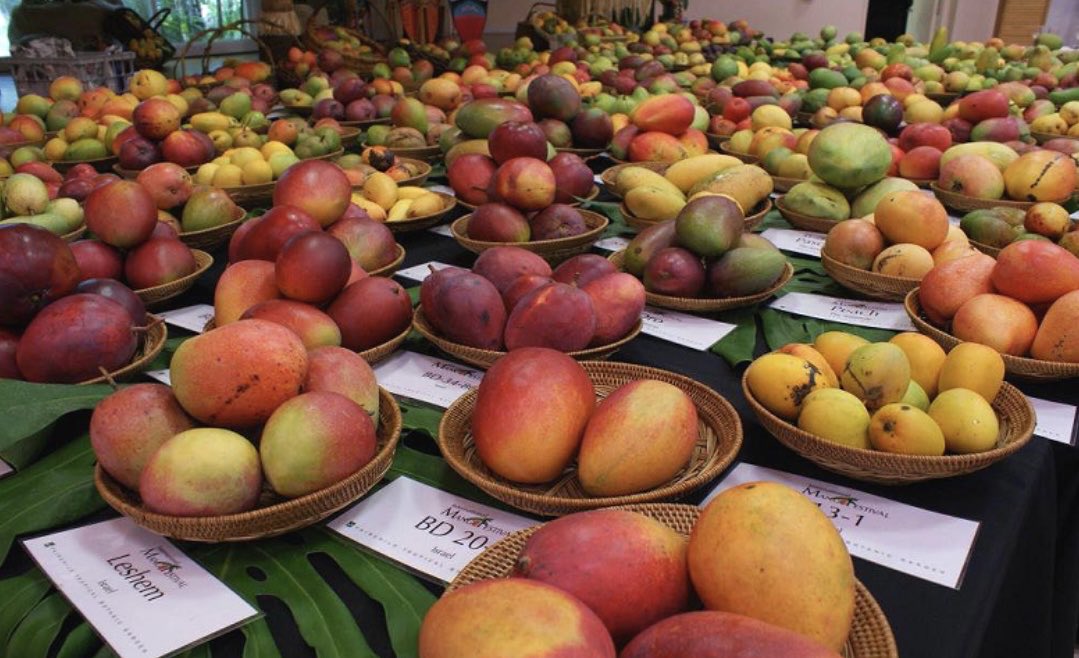 Wael Saad (@saad_vir) on Twitter photo There’s an Egyptian MANGO festival as well <a href="/MonicaMatsumoto/">Monica Matsumoto</a> <a href="/ahmed_kamel_ir/">Ahmed Kamel MD, PhD, FSIR</a> <a href="/TheRealDoctorOs/">Osman Ahmed</a> There’s an Egyptian MANGO festival as well <a href="/MonicaMatsumoto/">Monica Matsumoto</a> <a href="/ahmed_kamel_ir/">Ahmed Kamel MD, PhD, FSIR</a> <a href="/TheRealDoctorOs/">Osman Ahmed</a>