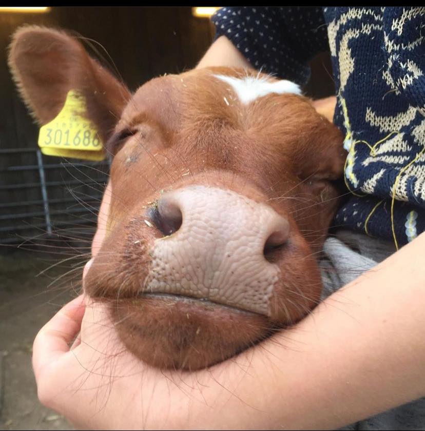 CowVibesOnly's tweet photo. one caption please https://t.co/n8uoZkJtbt
