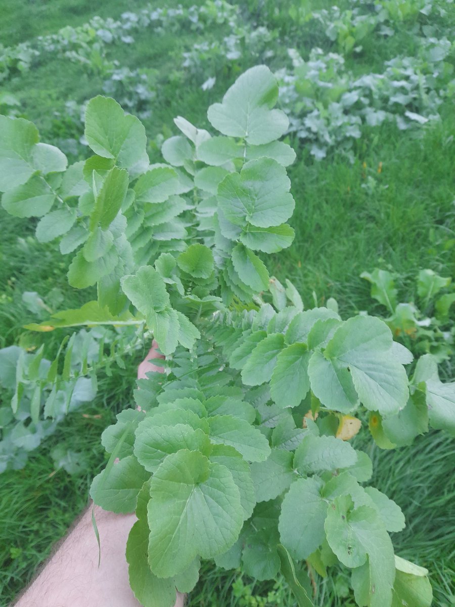 ThomasKent96's tweet photo. Nothing roots better than radish 👌 https://t.co/ndTpi6X8aS