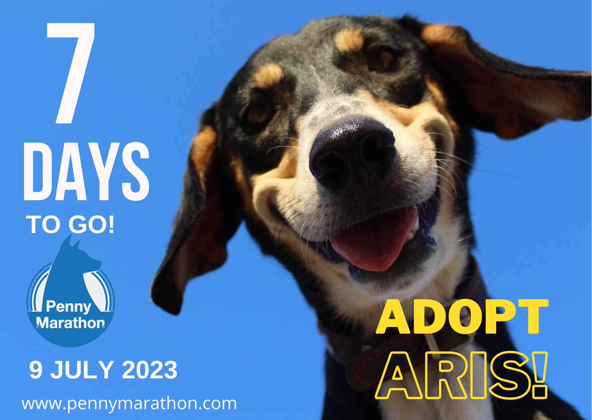 Seven days until the 12th Penny Marathon! Our friends at ΣΠΑΖ ( Σύλλογος Προστασίας Αδέσποτων Ζώων ,SPAZ Greece) will be at 2023 Penny Marathon Athens to answers questions and promote adoption of their animals (like Aris) looking for loving forever families! #pennymarathon