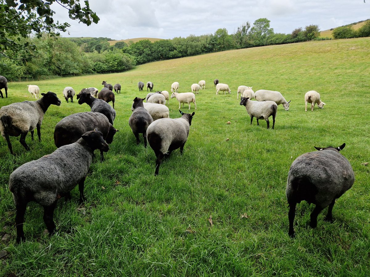 WPSSanctuary's tweet photo. A fresh bite to start the week ๐๐ฑโ๏ธ
#animalsanctuary #sheep365 #Monday #freshgrass #sheeple #animallovers #nonprofit #amazonwishlist #foreverhome https://t.co/Y2eseicCVW