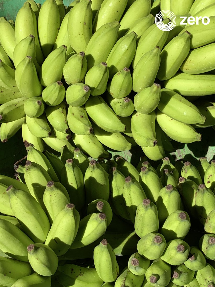 ZeroMaldives's tweet photo. Nature's golden goodness! 🍌🌱 Our organic banana cultivation is all about sustainable practices and the purest taste. These vibrant yellow beauties are packed with nutrients and bring you the true essence of nature.​
#zero #maldives #sustainable #agriculture #farming https://t.co/1NKZuce2TW