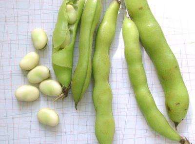 Drgomathi_tn's tweet photo. A 67 yo male p/w abdominal pain over the past few days,fever,nausea,anorexia,brown urine,yellow sclerae&amp; skin.He reported ingesting the below shown legume, 3 days ago. What is the missing enzyme in this patient?
#MedTwitter #medicine #Medaed #medicalstudents #MedEd #hematology https://t.co/ktxL9yRTQ9