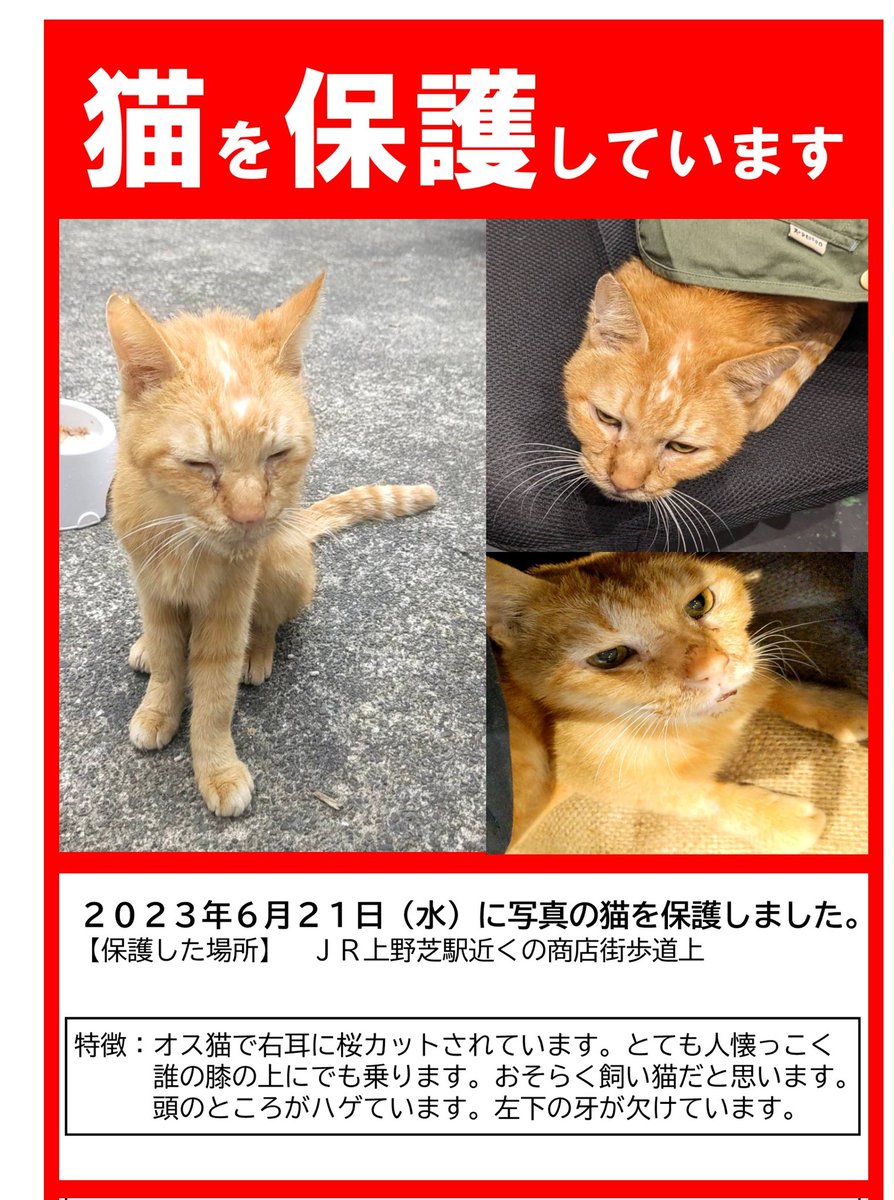 知り合いの方が写真の茶トラの猫を保護されています。上野芝近辺の方でこの子をご存知の方はご連絡ください。
保護当時は路上でうずくまって動けなくなっていたそうですが、今はご飯も食べて少し元気を取り戻しているそうです。