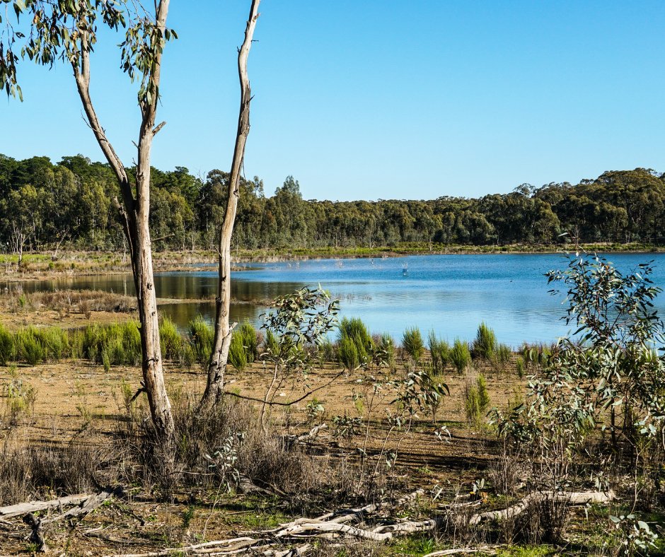 GeoscienceAus's tweet photo. How important is Landsat data for Australia’s wetland management? Our #EarthObs Scientist, Bex Dunn joined @NASA to discuss this and how the Landsat Next mission could strengthen our Wetlands Insight Tool https://t.co/CXW353Yypf. #DigitalEarthAu
📷 Crusoe Reservoir, Bendigo, Vic https://t.co/cgpguKp7Ix