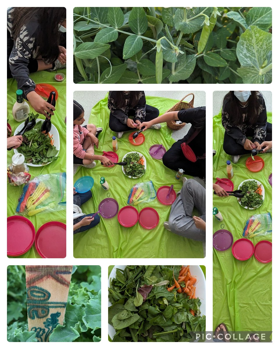 musicroom110's tweet photo. I am going to miss the stellar leadership and energy of our core Eco-team members. We celebrated with some of the fresh produce from the garden @Cooksvilleps . kale, beet greens, snap🫛, baby🥕,🥬,  and arugula @PDSB_eco @EcoSchoolsCAN #ecoschools #gardens https://t.co/BFDEQlQHno