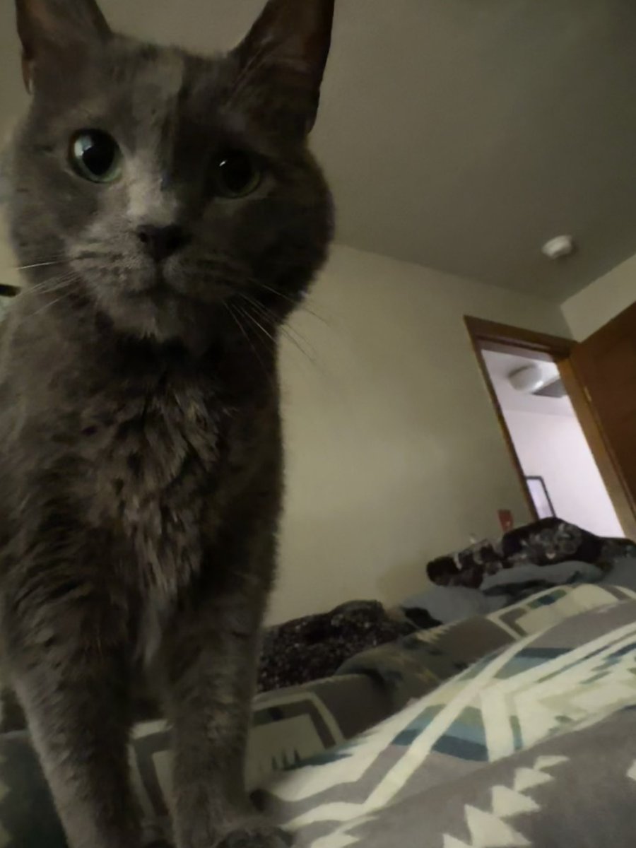 bcbull's tweet photo. “You realize dinner is ten minutes late, don’t you?” #CatsofTwittter #cats #catsofnpr https://t.co/ULK1EJ9SiH