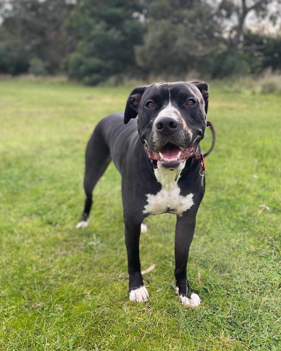 Pup_Prometheus's tweet photo. Smile! #dogsoftwitter https://t.co/58ndUur6Ae