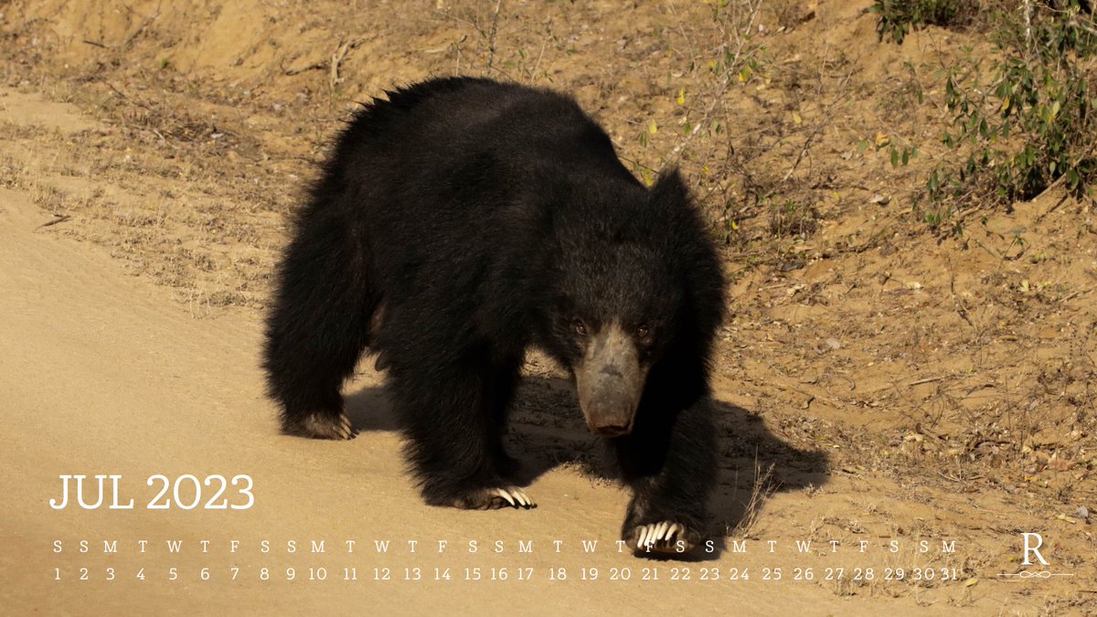 Resplendent Ceylon tweet media