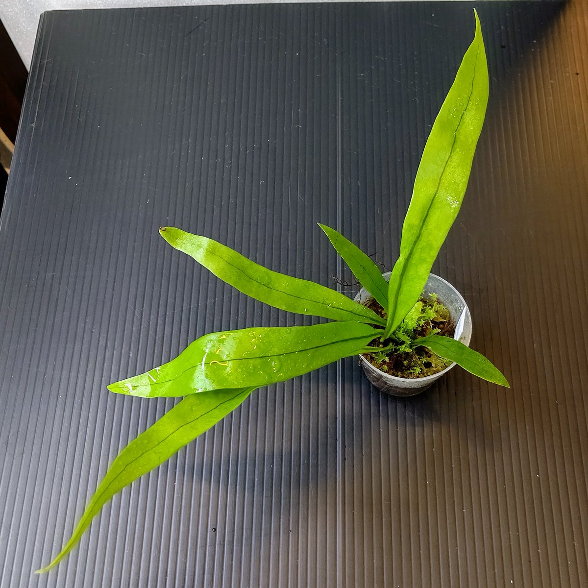 H2_meguro_'s tweet image. こんにちは🤗今日もとても暑いですが、店内は快適室温にて営業中😊そんな中でおすすめの子をご紹介です🤩
#Asplenium sp.from Prachuap Khiri Khan&quot; Thailand

タイ産のアスプレニウム😉入荷時は可愛いサイズでしたがいい感じに葉が展開し始めてます🤩丈夫な子で育成も容易👍税込2680円で販売中です🤗