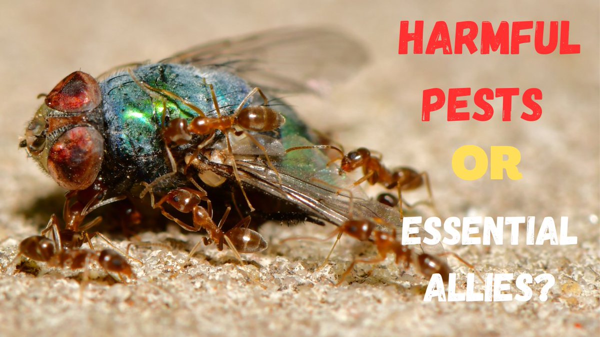 cedis_ranx's tweet photo. Unveiling the Hidden World of Ants https://t.co/BXAlWlo7qA via @YouTube https://t.co/l31YgCpcAI