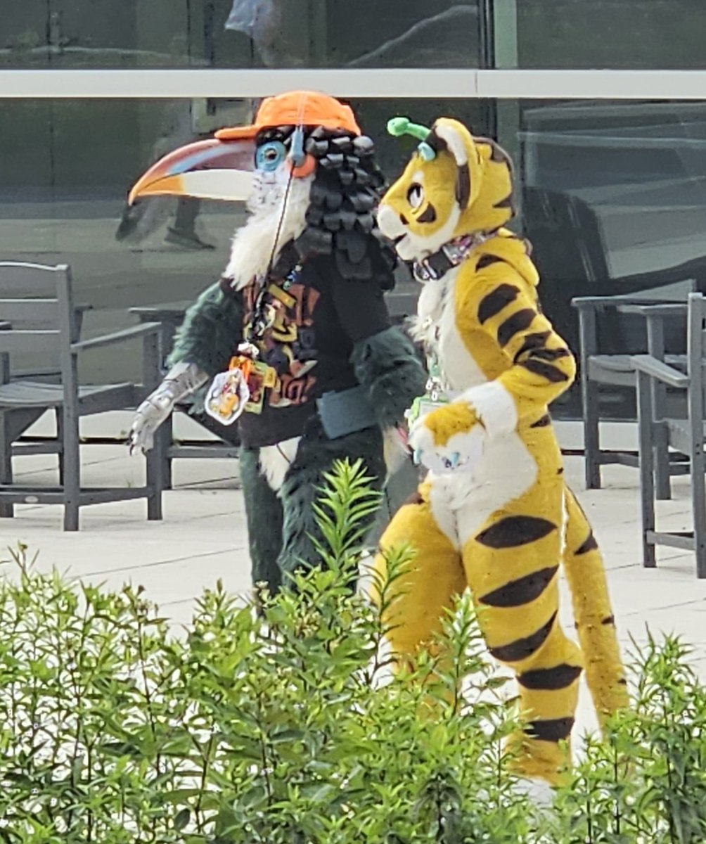 Spotted the rare Otto the Aracari (@busmansbirds) from the Courtyard Marriott! WOW! 😍

(Please tag the other suiter if you know them.) 😁

#Anthrocon