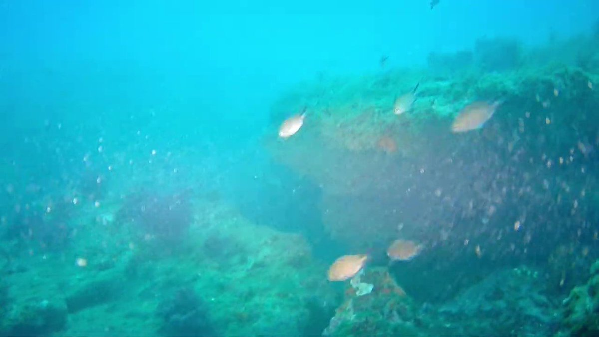 YoucanRobotics's tweet photo. Thanks for Hermanos Ruiz González  sharing🩷If you want to record your diving moments,#bwspacepro can help you achieve it; If you want to observe beautiful schools of fish, bwspacePro can help you achieve and record it.
For any interest
https://t.co/Ze87x28mBh
#Youcanrobot #drone https://t.co/Ku8jIxmJbT