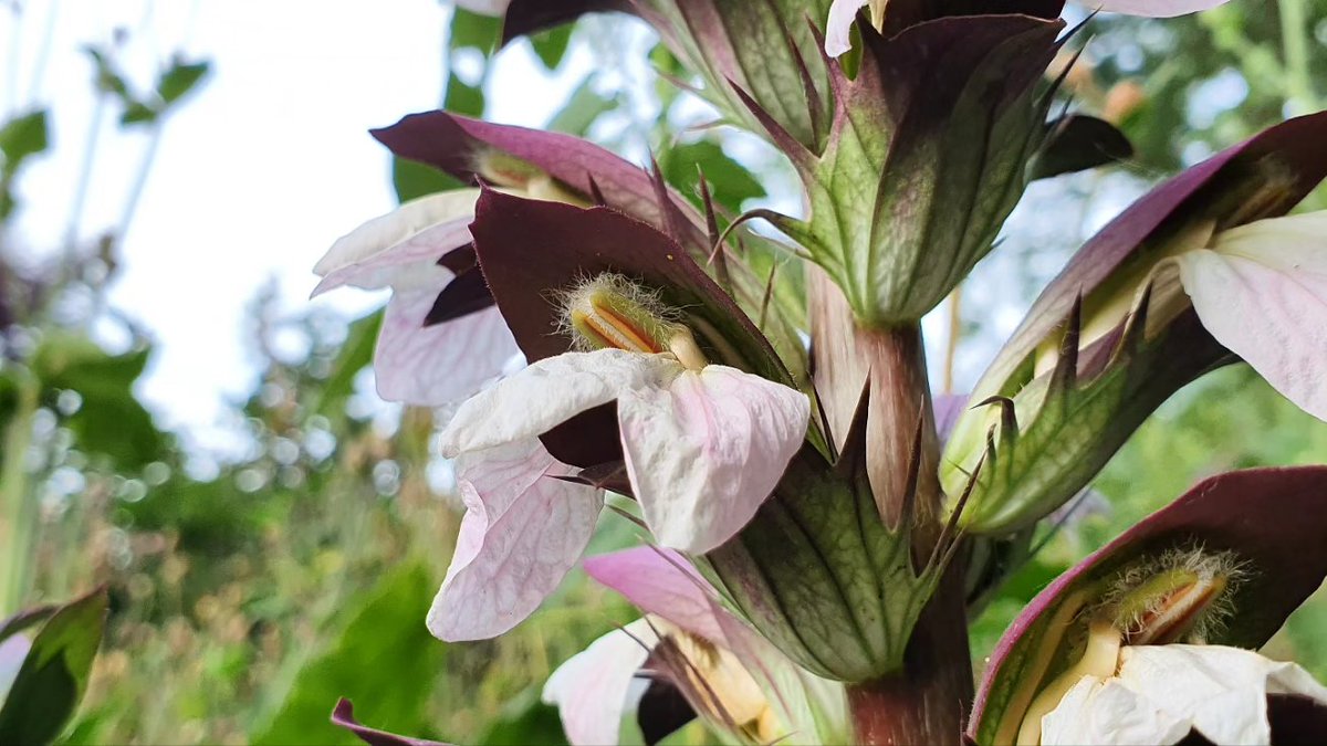 DuylsBos's tweet photo. De Akant staat weer in bloei. Een flinke, stekelige trotse plant, waar insectenvan houden. Als je niet uitkijkt neemt hij je hele tuin over, dus we houden hem in toom.
#akant #acanthus #zomerbloeiers #rozebloemen #insectenlokker #indetuin https://t.co/Gr8szUoqS8