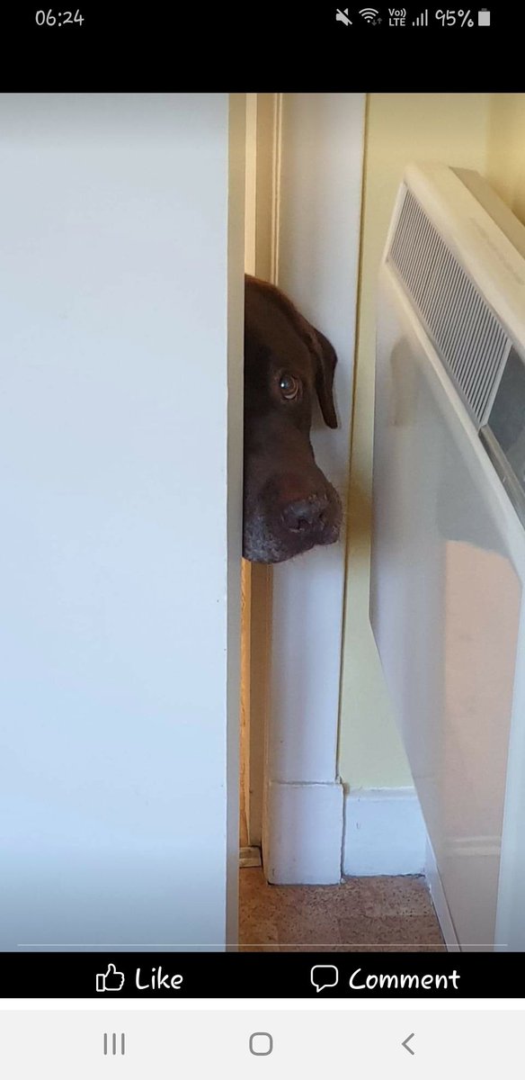 TracieTra's tweet photo. @MrAndrewCotter We renamed Bear 'Stickytape' he always had to check when in the bath or having a wee ! https://t.co/qSyinNRXHm