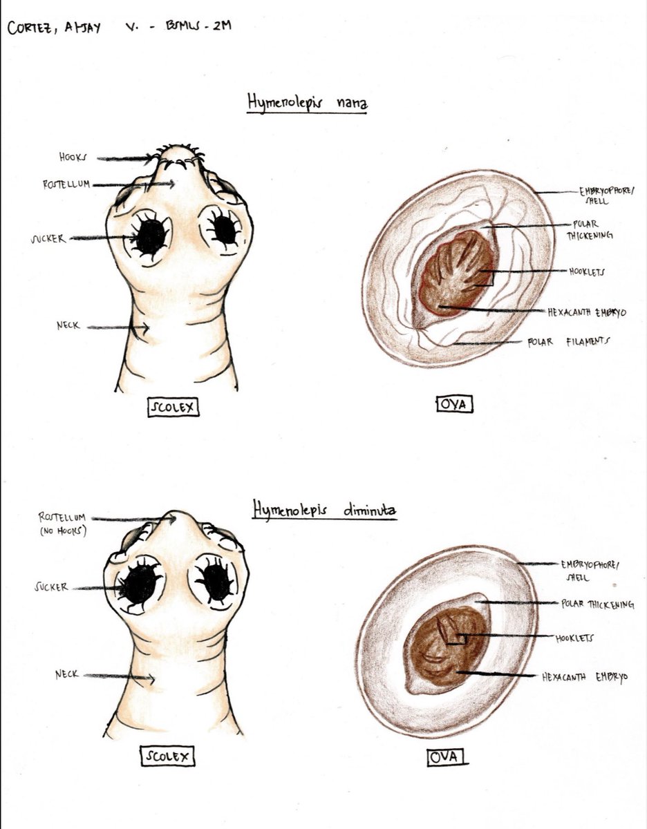 jeeeedal's tweet photo. Flooding u with my Parasitology, Mycology, and some Histology illustrations throughout my 4-year medtech voyage. Somehow, the artist in me was delighted and I was able to put my heart in crafting these activities. https://t.co/PVahBzWe4E