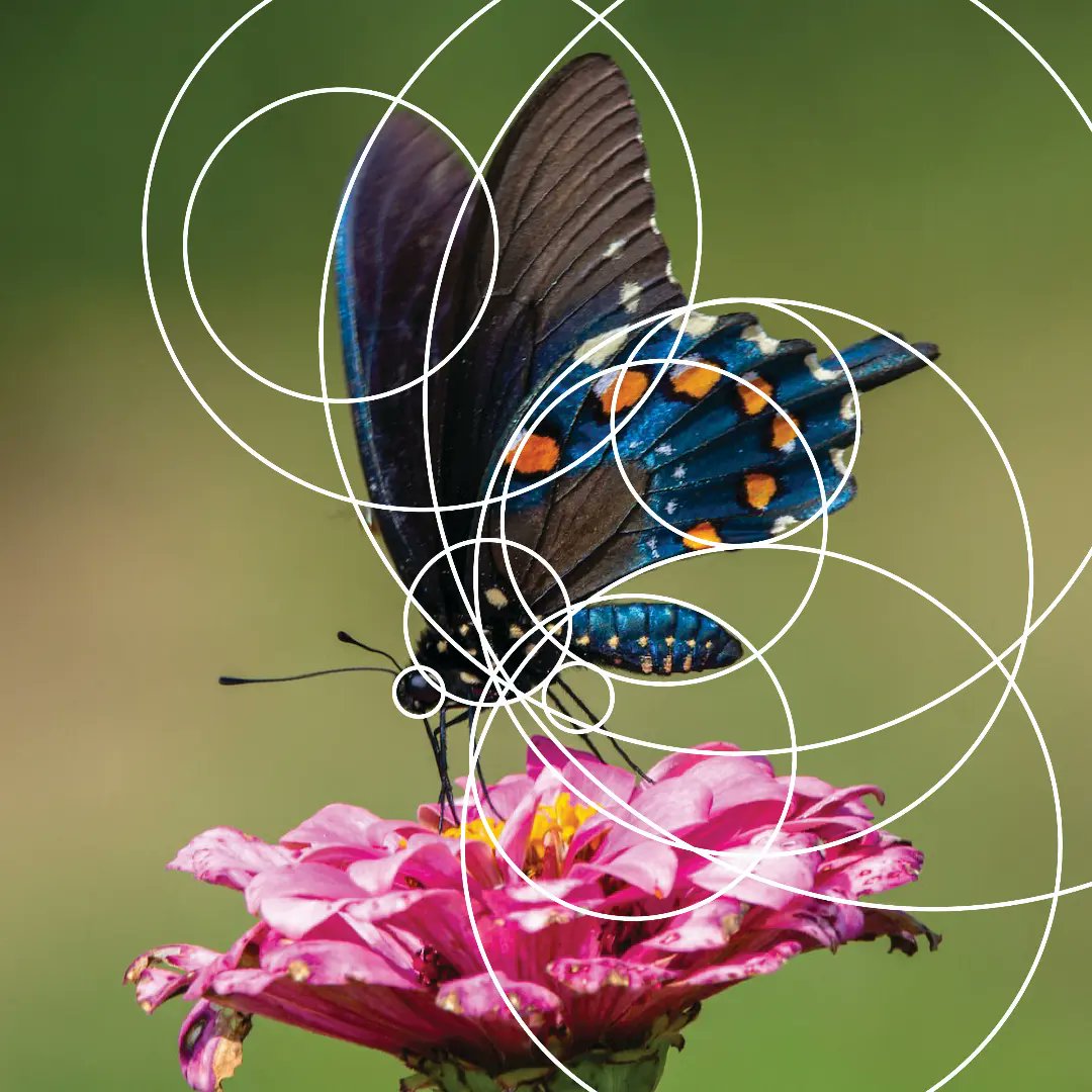 udayk8763's tweet photo. Butterfly Logo using GOLDEN RATIO.
Hope You guys will like my work

#goldenratio #sacredgeometry #depthoffield #symmetry #longexposure #throughthelens #ruleofthirds #lightphotography #bokeh #viewpoint #leadinglines #monogram #panorama #moodygrams #macro #vsco #fibonacci https://t.co/t3u4Wx6ZlV