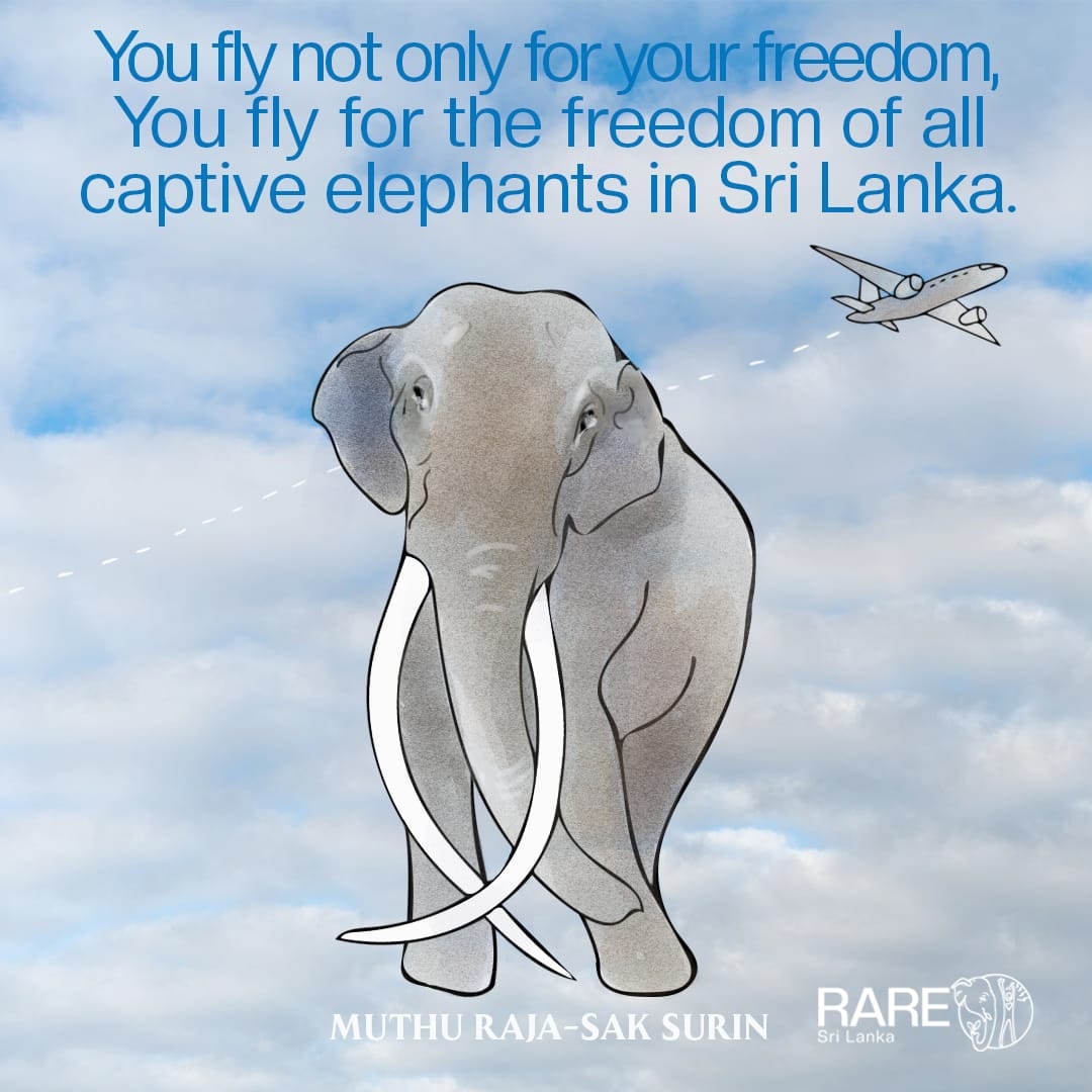 You fly not only for your freedom. 
You fly for the freedom of all captive elephants in Sri Lanka. 
❤️🐘 #FreeElephantSlaves 
#CompassionOverCulture #TempleSlaves
#EndCaptivity
#peraheracruelty #AnimalCruelty #perahera 
#SriLanka #RallyForAnimalRights  
#endangered #Conservation