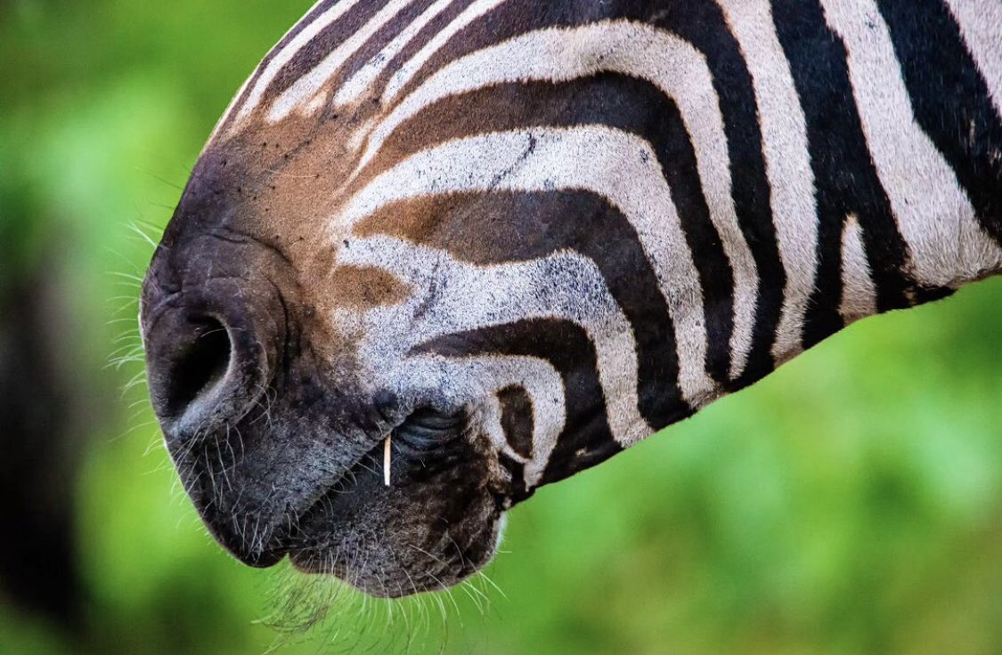 RoamingUganda's tweet photo. Did you know that each zebra has a unique stripe pattern, just like human fingerprints?
Unravel the fascinating world of zebra stripes and their mesmerizing role in nature!
Zebras can be found in Lake Mburo & Kidepo Valley PA’s
#WildlifeWonder #ZebraFacts #ExploreUganda https://t.co/qHqCYgO7Nz