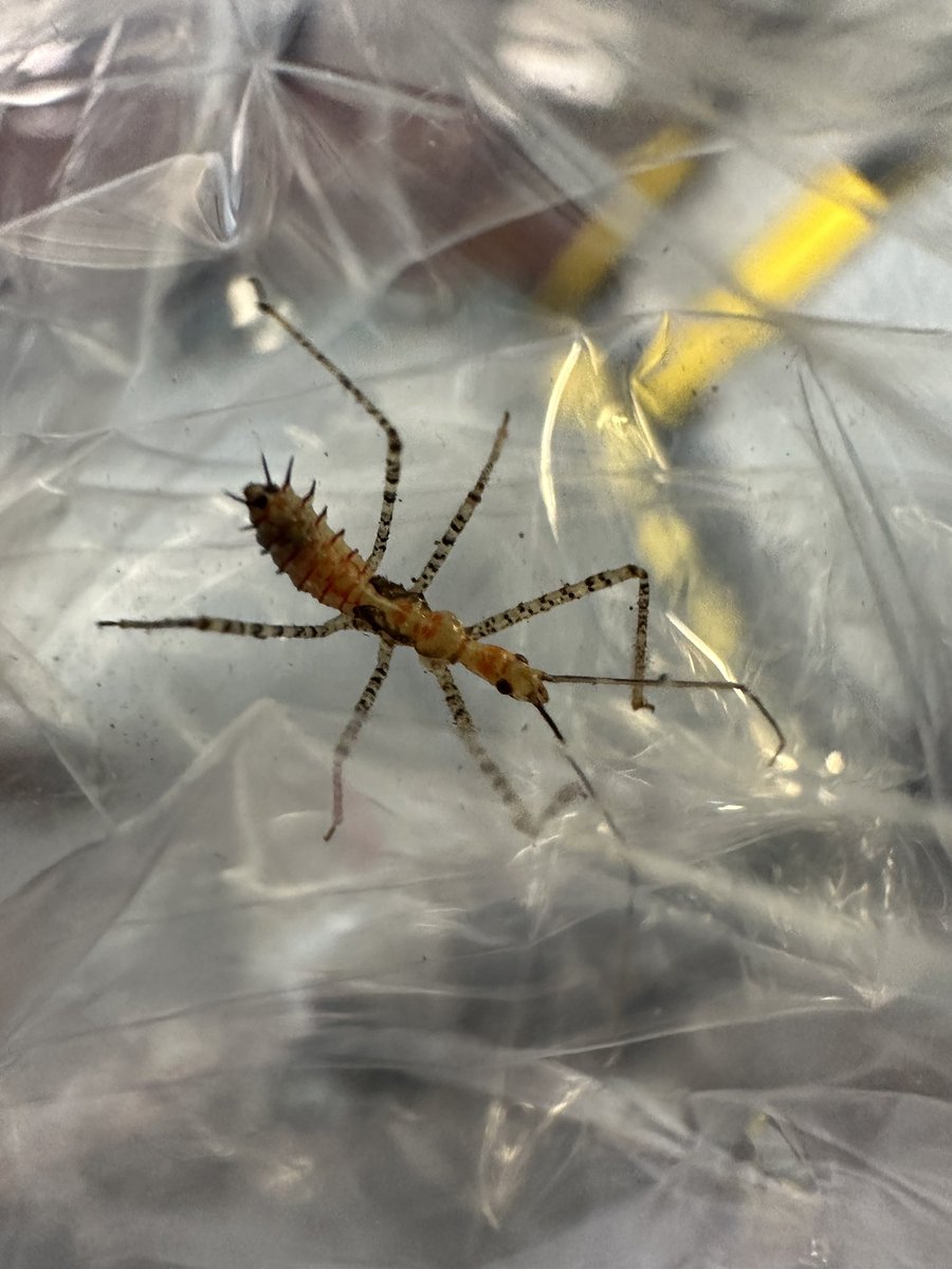 RUreyis's tweet photo. #ElonMusk  #spider #animal

What is this type of spider? https://t.co/gCsJ8Ye5Qg