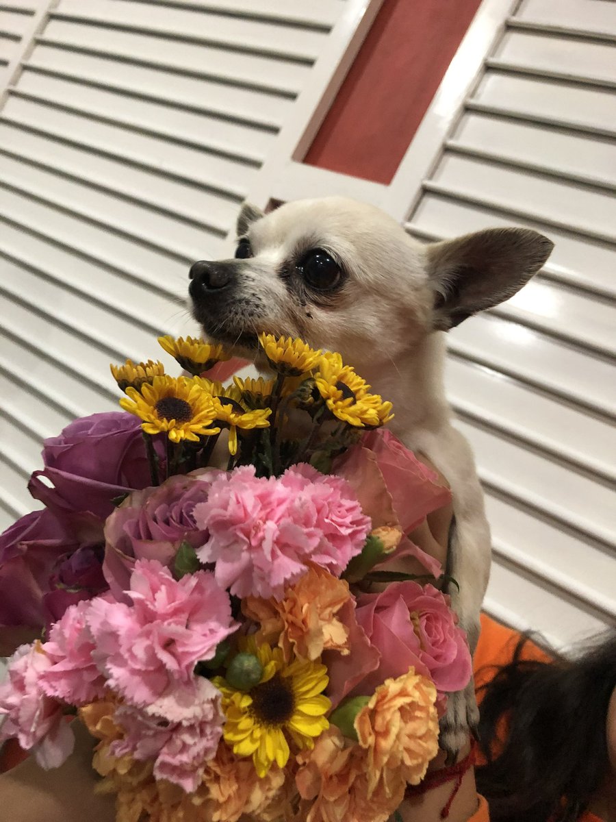 aixavasa's tweet photo. gracias por crecer conmigo y darme 13 años llenos de amor, te voy a extrañar mucho prickly 🤍 https://t.co/dSwJviHMiI