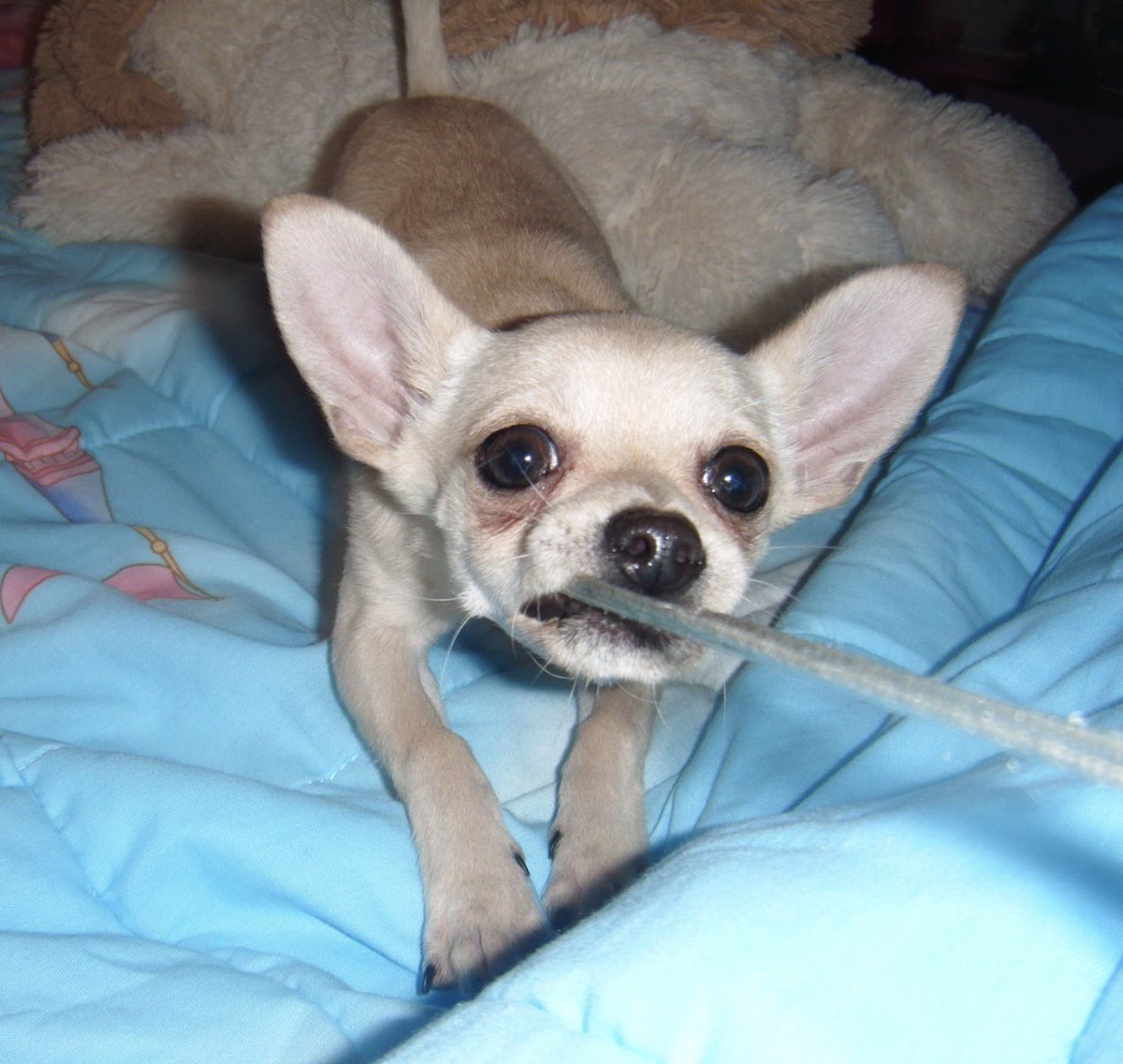 aixavasa's tweet photo. gracias por crecer conmigo y darme 13 años llenos de amor, te voy a extrañar mucho prickly 🤍 https://t.co/dSwJviHMiI