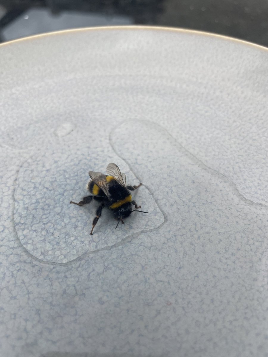 RachTComms's tweet image. Saving a little bumble bee with sugary water 🐝