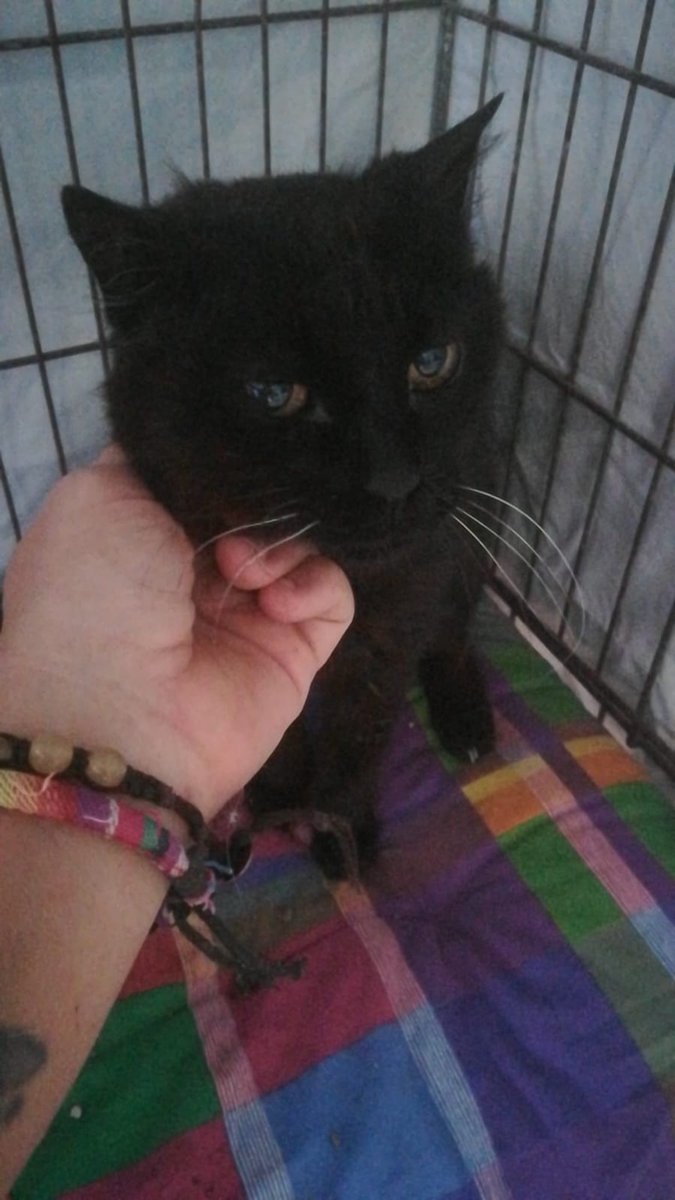 GattileG's tweet photo. Lei é Dasha portata in gattile a 17 anni perche' cambiano casa e non possono portarla con loro. A quell'età il gattile è una realtà difficile per lei. Non ha grosse necessità, solo un posto sicuro dove stare, un cuscino comodo e buona pappa. ADOZIONE DEL CUORE. https://t.co/cGVSjLONbO