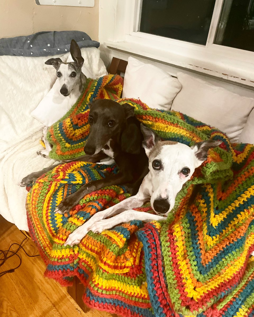 mmalherbe's tweet photo. Monroe. Iris and Humphrey. https://t.co/7KYmRYP0Al