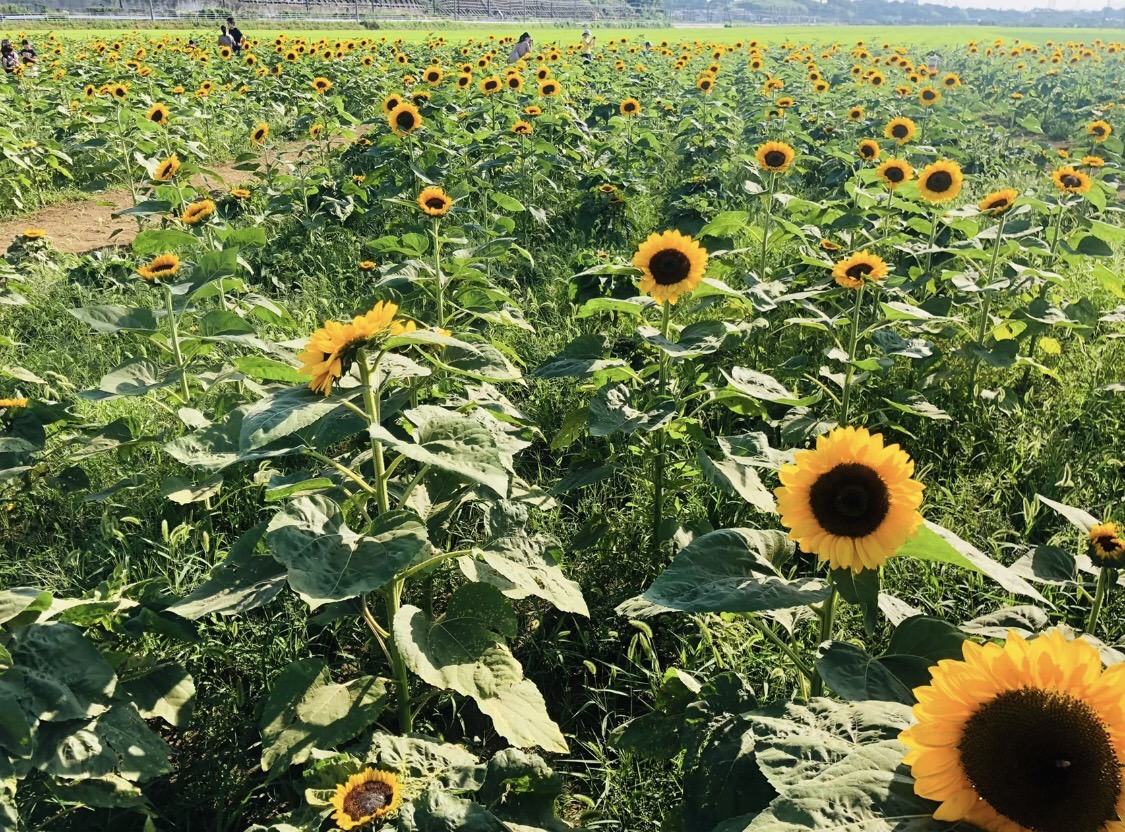 fausalcoy's tweet photo. おはようございます🌼*･
梅雨明けそろそろかな？🐸☔
一昨日は🦟蚊に2箇所刺されました！
お気を付けて😊
みなさまが良き一日になりますように🌈
#おしゃんぽ
#東京観光
#はな
#はなまっぷ
#はなすたぐらむ
#カメラ
#カメラ初心者
#カメラ好きな人と繋がり
#ニューバランス好きな人と繋がりた https://t.co/mSo9ypQhOZ