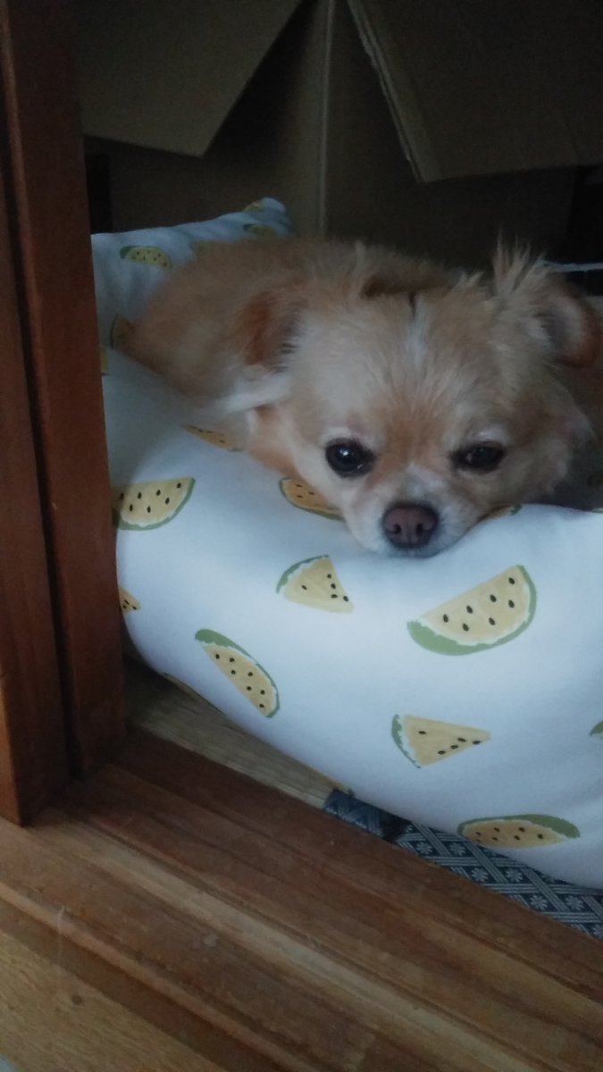 narutiwa's tweet image. RADICAさんのおにゅーベッドが届きました！
黄色いスイカ🥰
ぴよさんは出したらすぐにいったん寝てくれるの優しい🍉🍉😍

#チワワ　#犬のいる暮らし　#RADICA