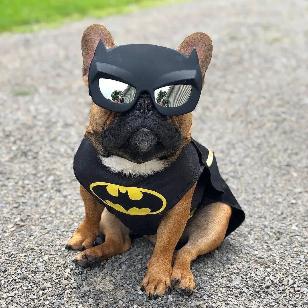 Never fear! Batpig is here!