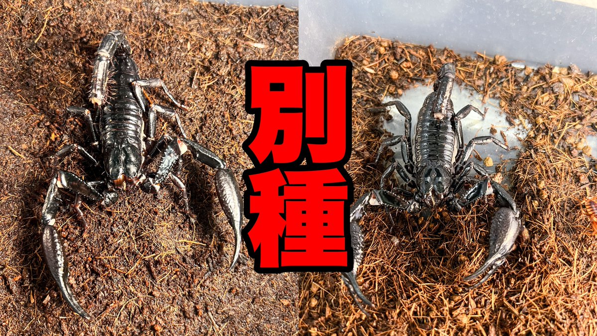 apiyarou2012's tweet photo. 動画更新しております‼️
興味ありましたらどうぞ🙇‍♂️

Heterometrus laevigatusを飼育している方は必見の内容です🦂

やっぱり別種だった！飼育しているサソリの学名が変更されました The scientific name of the captive scorpi... https://t.co/XRfNnWPRkJ https://t.co/F4jLFTIn50