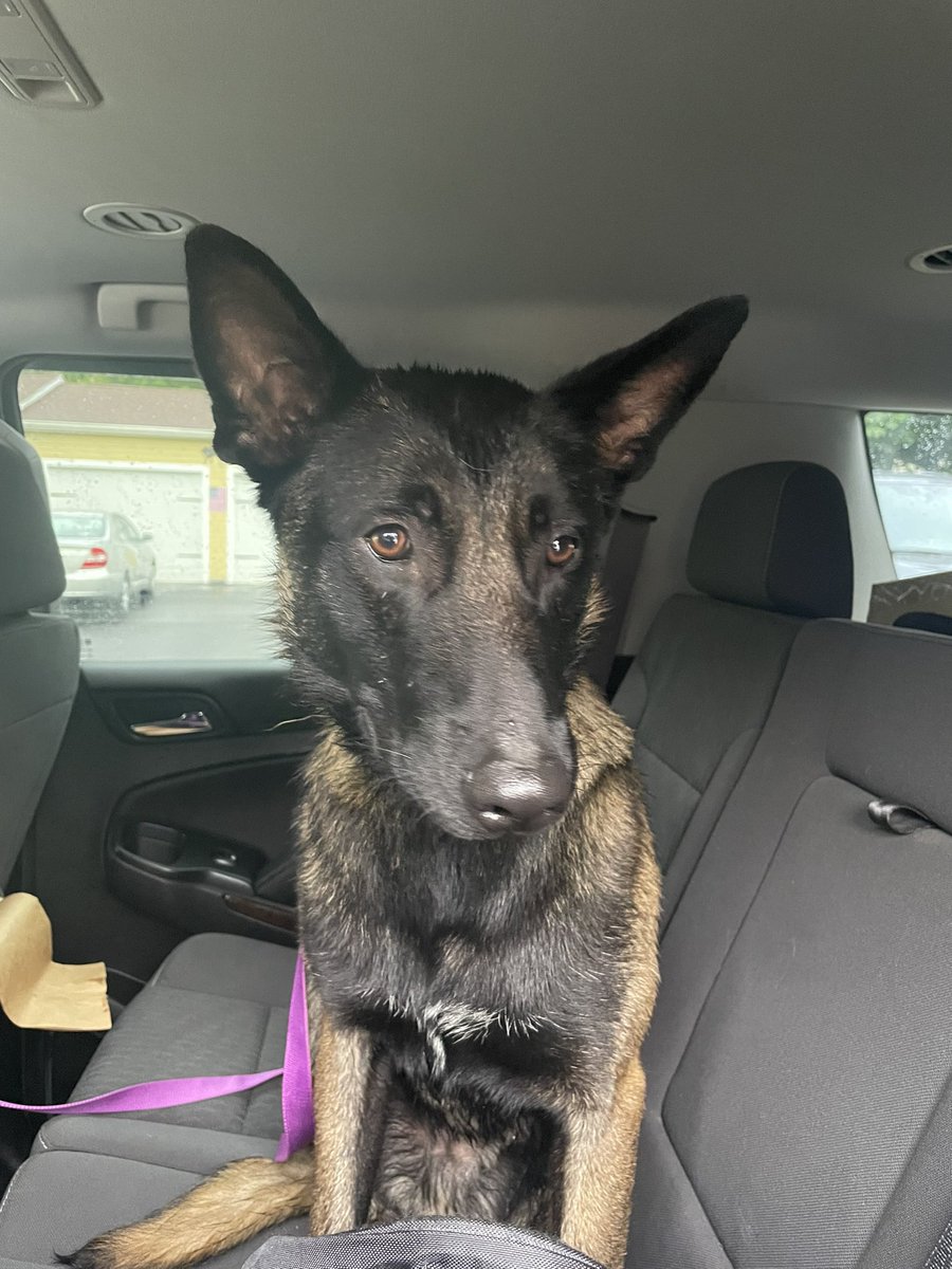 HanoverPolice's tweet photo. Do you recognize this pup? He was found on Summer St. early this morning. Please contact the station if you know the owner. https://t.co/67lp6h1RIE