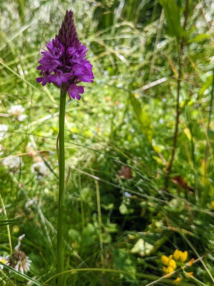 National Plant Monitoring Scheme tweet media
